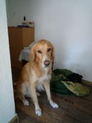 Golden Retriever Mix, 2 J. , sehr lieb und verspielt sucht neues Zuhause
