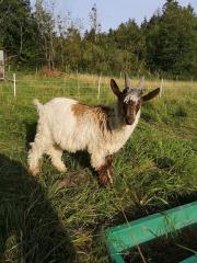 Walliser Ziegen Bock, Ziegenbock