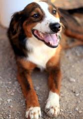 Odysseas wurde von den anderen Hunden verjagt