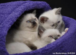 Bezaubernde Britisch Kurzhhaar BKH Katzenkinder