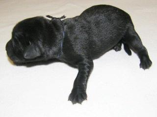 HURRA, unsere 9 superschönen Labrador-Welpen sind da