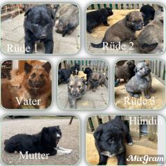 Welpen Bordercollie x Harzer Fuchs
