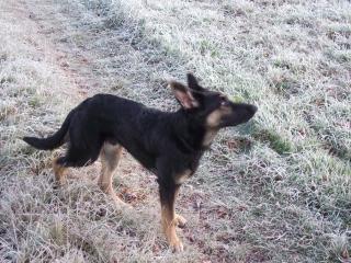 Schäferhund Rex