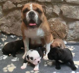 Continental Bulldog welpen FCI Papieren