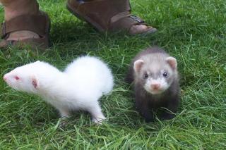 Frettchenbabys