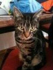 Kater abzugeben