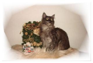 Allgäuer Mainecoon