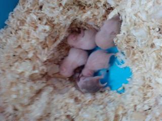 4 Kleine süße Goldhamsterbabys