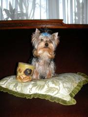 Süße Yorkshie Terrier