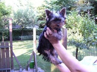 Tolle Yorkshireterrierwelpen abzugeben
