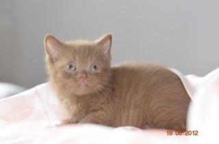 BKH Cinnamon Katerchen