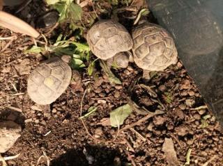 Maurische Landschildkröten Testudo graeca ibera NZ 2024