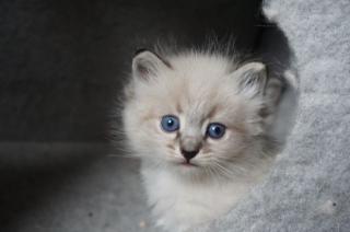 Neva Masquarade, Sibirische Katze Kitten