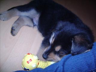 Süßer Rottweiler-Schäferhund Welpe