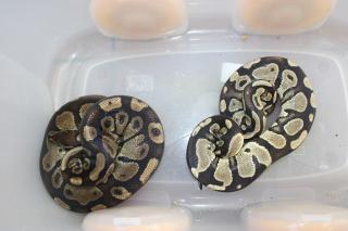 Königs-Pythons Pärchen abzugeben