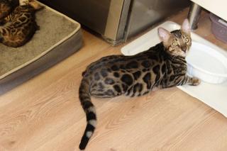 Kater Reinrassig Bengal Kater