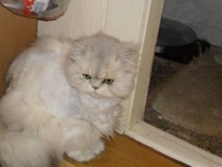 Liebevolles Zuhause für 2 Perser Kater 5, 5 Jahre alt gesucht