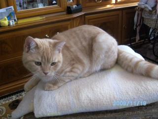 Bkh-Kater creme-torbie