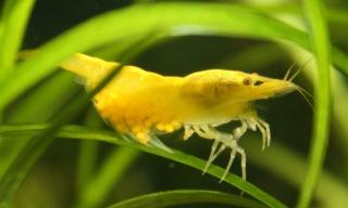 Yellow Fire Gelbe Garnele Yellow Fire