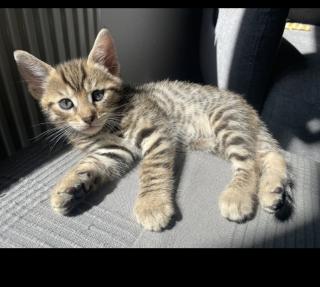 Wunderschöne und verschmuste Bengal-Kitten