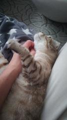 Scottish Fold, 4 Jahre alt und kastriert