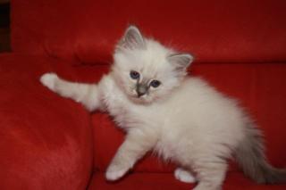 Traumhafter Birmakater in blue tabby