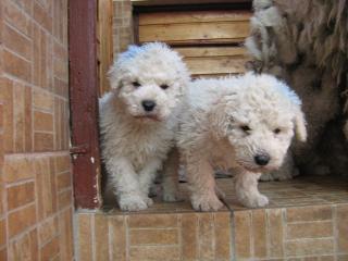 Komondor Welpen -Feher Hunyor Kennel