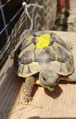 Griechische Landschildkröten NZ 2022