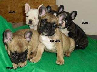 Süße Französische Bulldoggen Welpen in Fawn, Fawn Pied, Tieger Brindle
