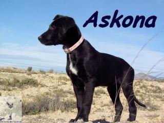 Labrador Retriever-Galgo Espanol-Mischling Welpen