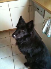 Verkaufe Belgischen Schäferhund