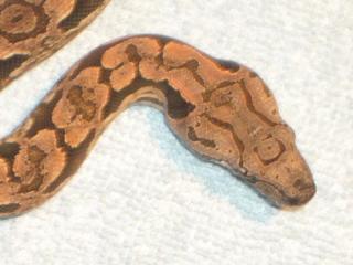 Südl. Madagaskarboa Acrantophis dumerili ENZ 2021, 2021, 2021