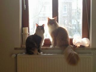 2 Maincoon-Katzen suchen ein neues Zuhause