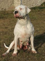 Dogge Argentino Welpen