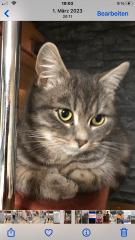 BKH Mix Katze Lucy vermisst