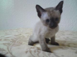 Siam / Tonkanesen Mix Kitten