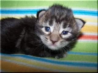 Superschmusiges Maine Coon Babys