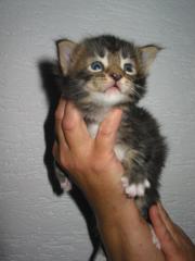 Kleine Herzensbrecher - Maine Coon Kitten