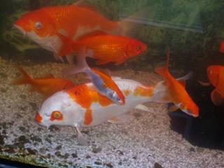2 Koi 2 koi junior und jede menge goldfische.