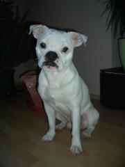 Mini Bulldog ohne Papiere Deckrüde sucht.