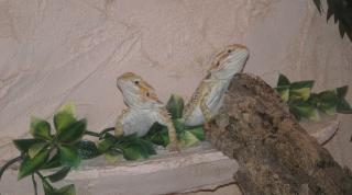Biete ein Bartagamen Pärchen inklusive Terrarium