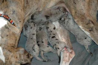 Verkaufe Deutsche Doggenwelpen mit Papiere