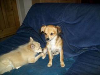 Wunderschöner Langhaar-Chihuahua-Rüde
