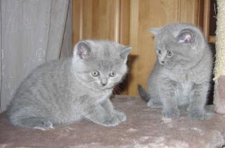 Wunderschöne BKH Katzenbabys in blau