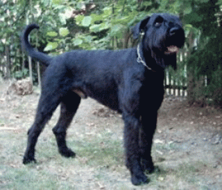 Dr. abzugeben R. Schnauzer