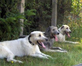 Irish Wolfhound von Koppas Hof