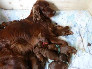 Irish Red Setter Welpen Fearless Hunter mit VDH Papieren