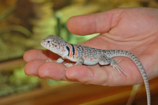Halsbandleguane c. c. collaris