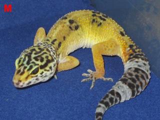 Leopardgeckos aus Hobbyzucht 2021