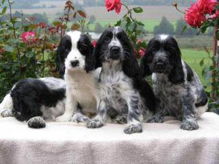 Englisch Cocker Spaniel Welpen